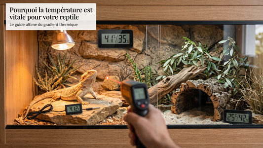 Température et Hygrométrie du Terrarium : Les Valeurs Idéales par Espèce
