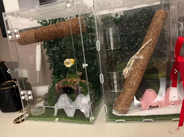 Aménagement naturel par MaisonZenarium. Cet avis client montre comment l'ajout d'un bâton de liège vise à recréer un habitat vertical authentique pour les reptiles arboricoles. Cette structure naturelle réduit le stress de l'animal en lui offrant des points d'appui sécurisés et permet de mieux exploiter le volume du terrarium. Ce type d'accessoire assure un niveau de contrôle élevé sur l'enrichissement environnemental, garantissant un espace de vie sain et stimulant.