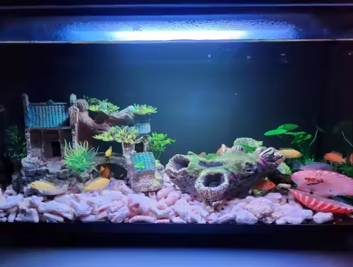 Décoration thématique par MaisonZenarium. Cet aménagement zen vise à créer un univers esthétique et apaisant pour les poissons. La disposition des éléments décoratifs réduit les zones de stress en offrant des refuges variés et permet de mieux structurer le paysage aquatique. Cet ensemble assure un niveau de contrôle élevé sur l'ambiance visuelle du bac, tout en garantissant un espace de vie stimulant et harmonieux.