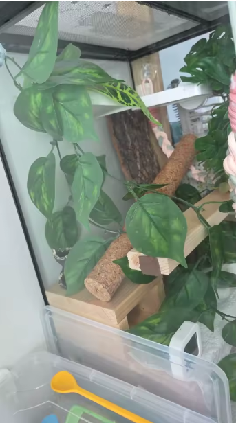 Aménagement naturel par MaisonZenarium. Cet avis illustre l'utilisation de bâtons de liège qui visent à recréer un environnement grimpant réaliste. L'installation de ces éléments naturels réduit le stress des reptiles en multipliant les cachettes et permet de mieux organiser l'espace de vie. Ce type d'accessoire offre un niveau de contrôle élevé sur l'enrichissement du terrarium, garantissant un cadre sain et stimulant pour vos animaux.