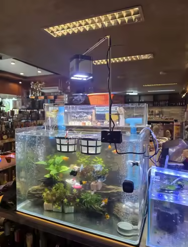 Installation lumineuse par MaisonZenarium. Cet angle de vue souligne comment le support de lampe vise à libérer l'espace au-dessus du bac pour un accès facilité. Ce système de fixation stable réduit l'encombrement visuel et permet de mieux diriger le flux lumineux vers les zones plantées. Ce dispositif assure un niveau de contrôle élevé sur l'exposition de votre écosystème, alliant parfaitement design industriel et performance technique.