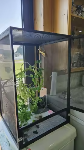 Habitat aéré par MaisonZenarium. Ce terrarium vertical vise à offrir une ventilation optimale pour les espèces sensibles. Sa structure entièrement grillagée réduit les risques de stagnation d'air et permet de mieux réguler la température interne. Ce modèle assure un niveau de contrôle élevé sur l'hygiène de l'habitat, garantissant ainsi un environnement sain et sécurisé pour vos reptiles grimpeurs.