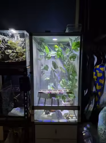 Habitat aéré par MaisonZenarium. Ce terrarium vertical vise à offrir une ventilation optimale pour les espèces sensibles. Sa structure entièrement grillagée réduit les risques de stagnation d'air et permet de mieux réguler la température interne.