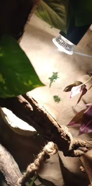 lampe chauffante maisonzenarium pour terrarium avis client 