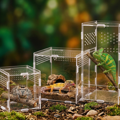 Trois boîtes acrylique transparentes reptile tailles différentes sol 
forêt sombre, gauche petite araignée sauteuse yeux visibles cristallin, 
centre moyenne gecko léopard jaune vif langue substrat liège, droite 
grande caméléon voilé vert jaune branche oeil rotatif, sol forêt 
mousse pierres feuilles, bokeh vert ambre tropical fond, lumière 
dappled naturelle refraction acrylique, format JPG 1:1