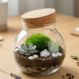 Bocal verre rond transparent 500ml terrarium miniature couvercle liège 
entrouvert, intérieur monde vivant mousse verte vibrante gauche 
échévéria rosette sauge droite tillandsia argenté, graviers drainage 
substrat sombre galets blancs cristal quartz, verre rond effet loupe 
plantes vivantes, surface chêne blanc lumière matinale naturelle, 
format JPG 1:1