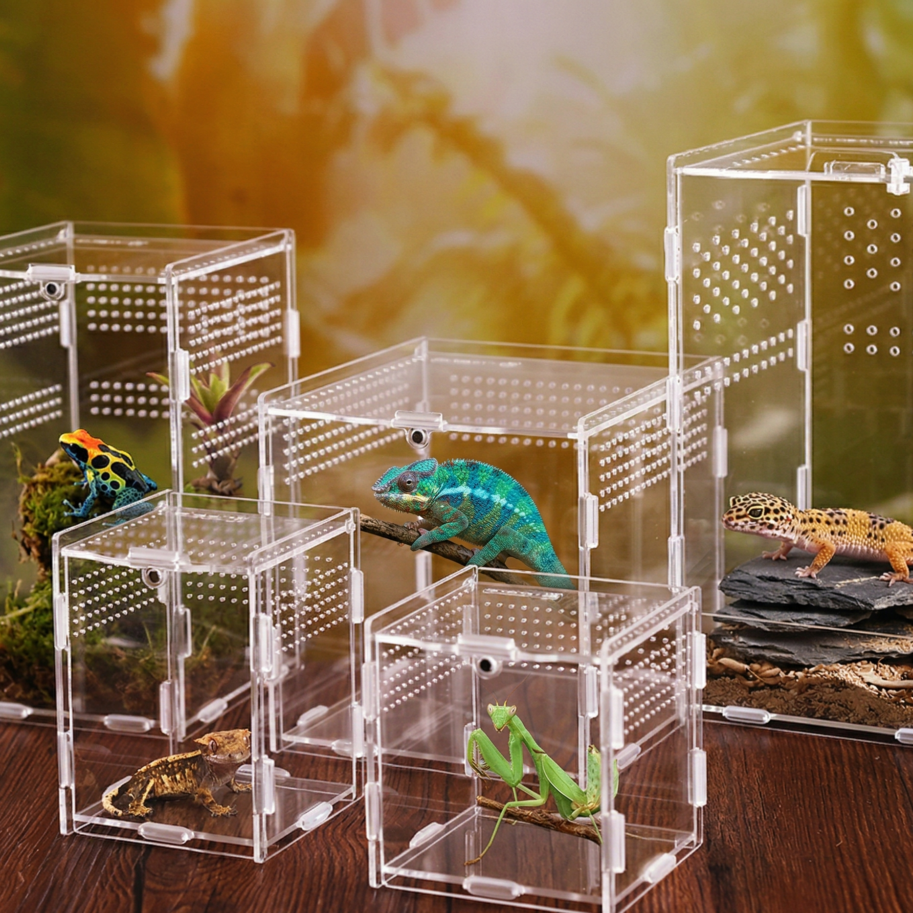Collection complète boîtes alimentaires acrylique transparentes reptile 
toutes tailles côte à côte, perforations ventilation dots, fermeture 
magnétique, connecteurs puzzle base, araignée sauteuse petit gecko 
crêté mante verte gecko léopard caméléon juvénile intérieurs vivants, 
surface noyer foncé grain chaud reflet, bokeh vert naturel fond, 
lumière naturelle effets transparence dots lumineux, format JPG 1:1