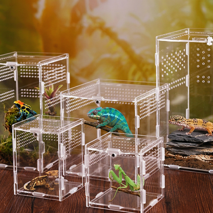 Collection complète boîtes alimentaires acrylique transparentes reptile 
toutes tailles côte à côte, perforations ventilation dots, fermeture 
magnétique, connecteurs puzzle base, araignée sauteuse petit gecko 
crêté mante verte gecko léopard caméléon juvénile intérieurs vivants, 
surface noyer foncé grain chaud reflet, bokeh vert naturel fond, 
lumière naturelle effets transparence dots lumineux, format JPG 1:1