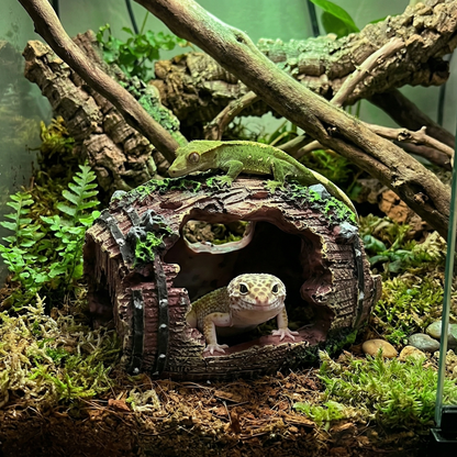 Cache tonneau résine marron installé terrarium décoré forêt, gecko 
léopard tête sortant ouverture curieux sécurisé, gecko crêté vert 
dessus agrippé mousse, substrat fibre coco mousse vivante fougères 
branches, éclairage LED vert chaud, vue verre réaliste naturel, 
format JPG 1:1