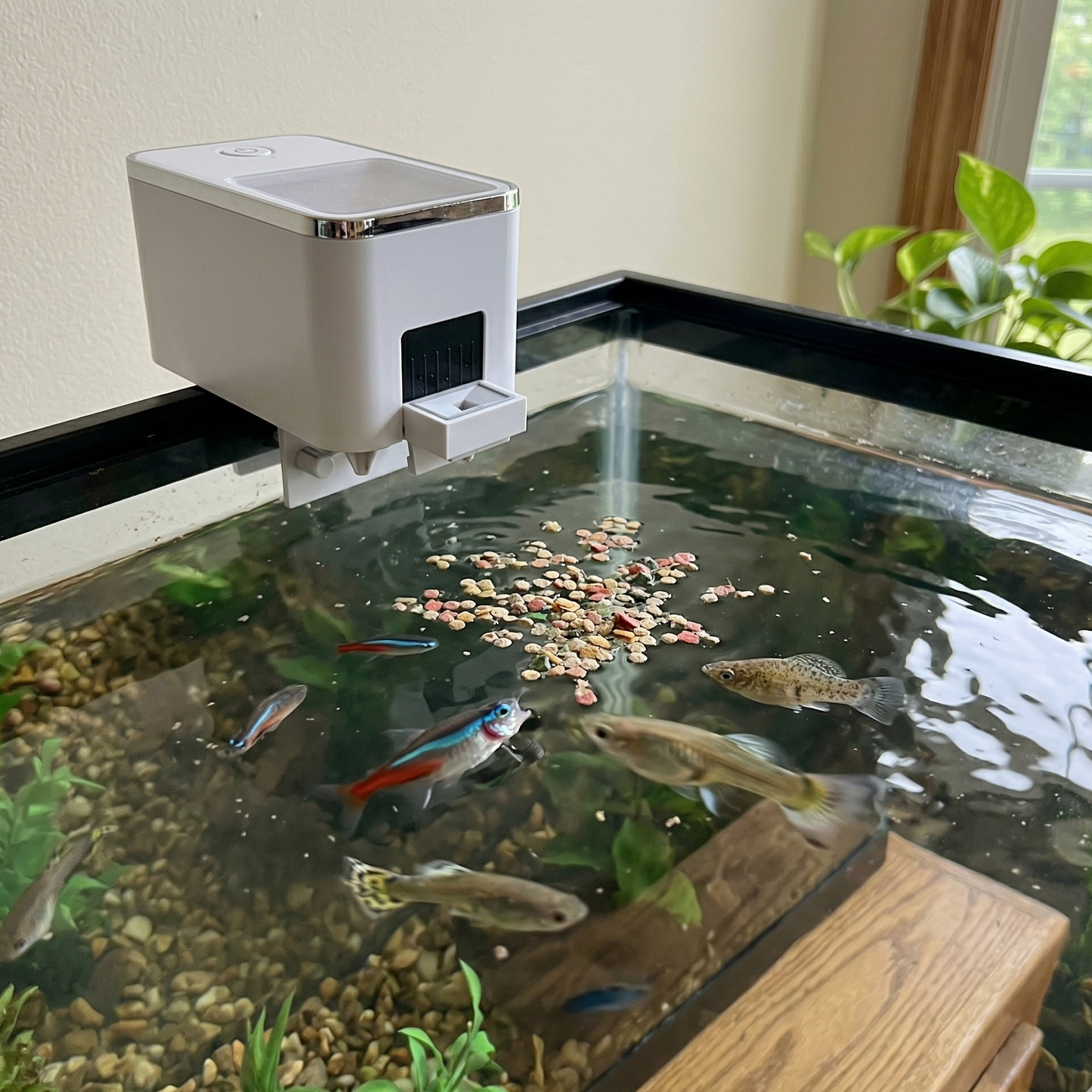 Distributeur automatique blanc (design exact référence inchangé) distribuant nourriture aquarium moment candide spontané, granulés éparpillés aléatoirement surface eau ondulations irrégulières mouvement chaotique, 4-6 poissons communs guppies tetras comportement feeding naturel désordonné certains fonçant nourriture flou mouvement d'autres profondeurs variées directions différentes pas tous parfaitement positionnés, eau naturelle légère trouble particules suspendues pas cristalline, aquarium vécu meuble boi
