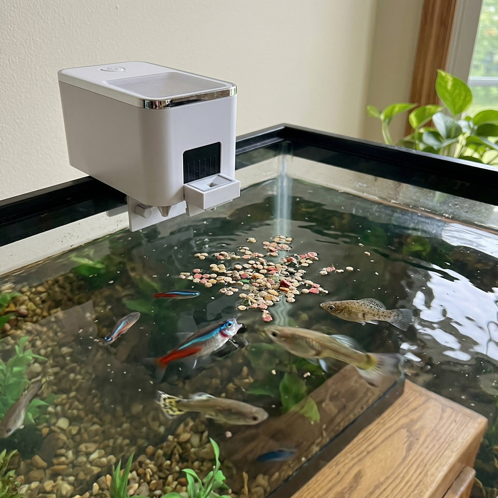 Distributeur automatique blanc (design exact référence inchangé) distribuant nourriture aquarium moment candide spontané, granulés éparpillés aléatoirement surface eau ondulations irrégulières mouvement chaotique, 4-6 poissons communs guppies tetras comportement feeding naturel désordonné certains fonçant nourriture flou mouvement d'autres profondeurs variées directions différentes pas tous parfaitement positionnés, eau naturelle légère trouble particules suspendues pas cristalline, aquarium vécu meuble boi