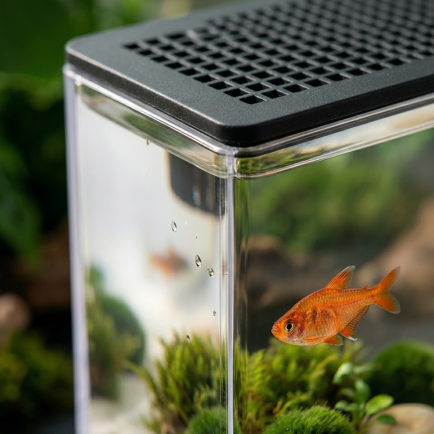 Photographie macro rapprochée du coin supérieur du terrarium-aquarium blanc transparent montrant jonction entre paroi vitrée et couvercle grillé noir, avec poisson tropical orange vibrant nageant près du verre en focus net, plantes aquatiques vertes floutées en arrière-plan, gouttes d'eau sur verre extérieur, éclairage naturel latéral créant reflets, style éditorial intimiste, format JPG carré 1:1
