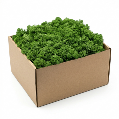 Boîte carton kraft mousse artificielle décorative vert foncé forêt 
profond riche, clusters mousseux texture organique tons vert forêt 
luxuriant, fond blanc studio éclairage professionnel profondeur couleur 
visible, format JPG 1:1