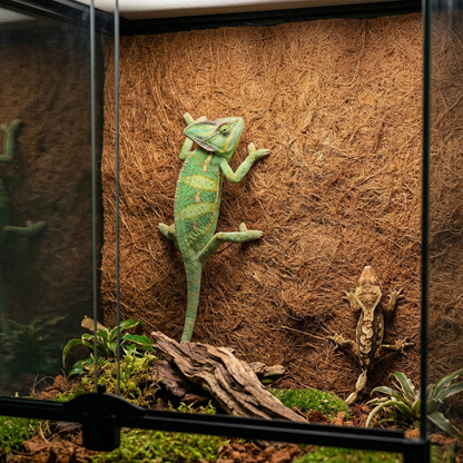Fibre végétale naturelle coco installée fond paroi complète terrarium 
tropical, texture brune organique riche ombres profondeur naturelle, 
caméléon voilé vert jaune mi-escalade griffes pressées texture 
parfaite, gecko crêté brun crème camouflé fibres quasi invisible, 
substrat coco sombre mousse verte bois flotté plantes sol, lumière 
tropicale chaude textures vivantes, format JPG 1:1