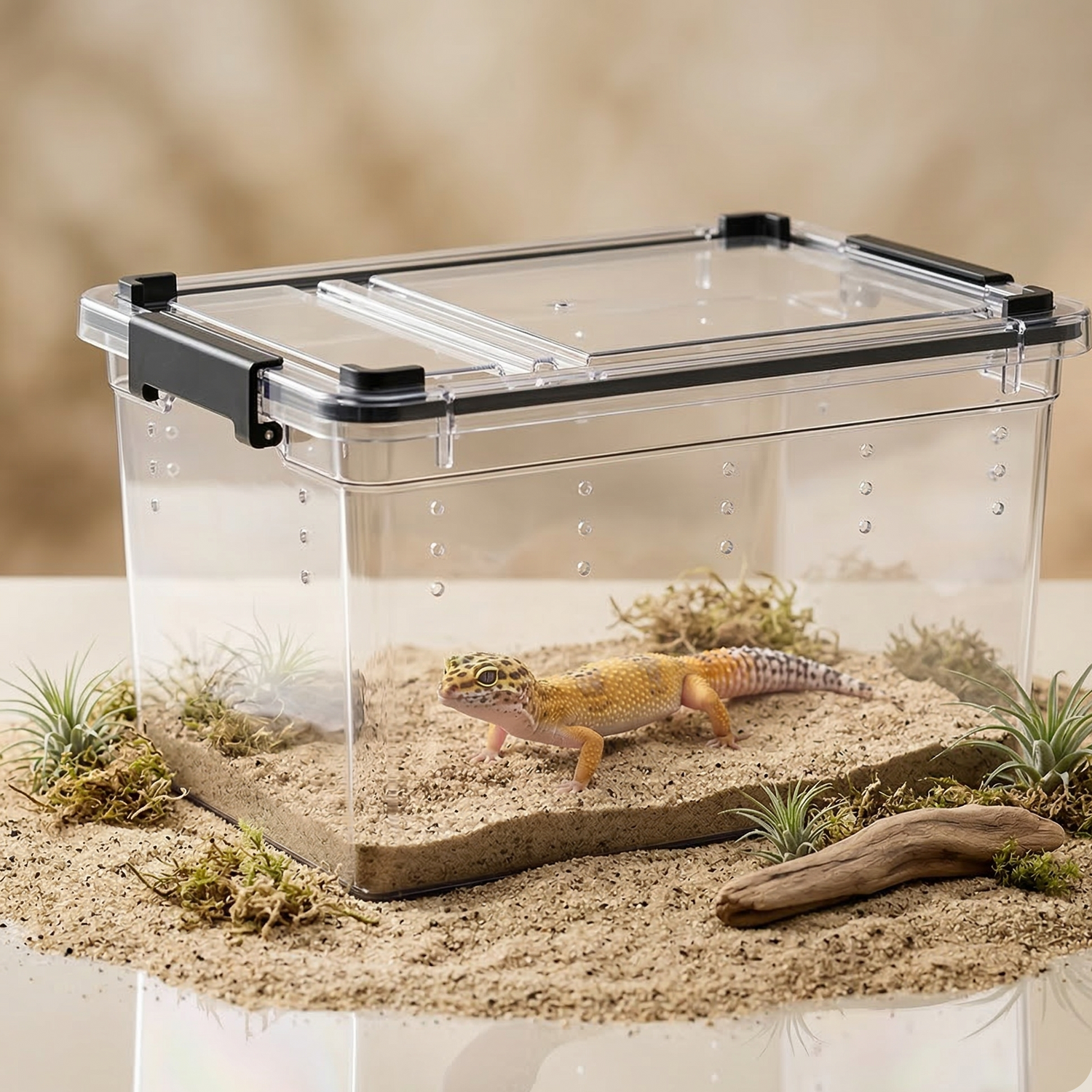 Terrarium transparent avec gecko léopard et décor désertique