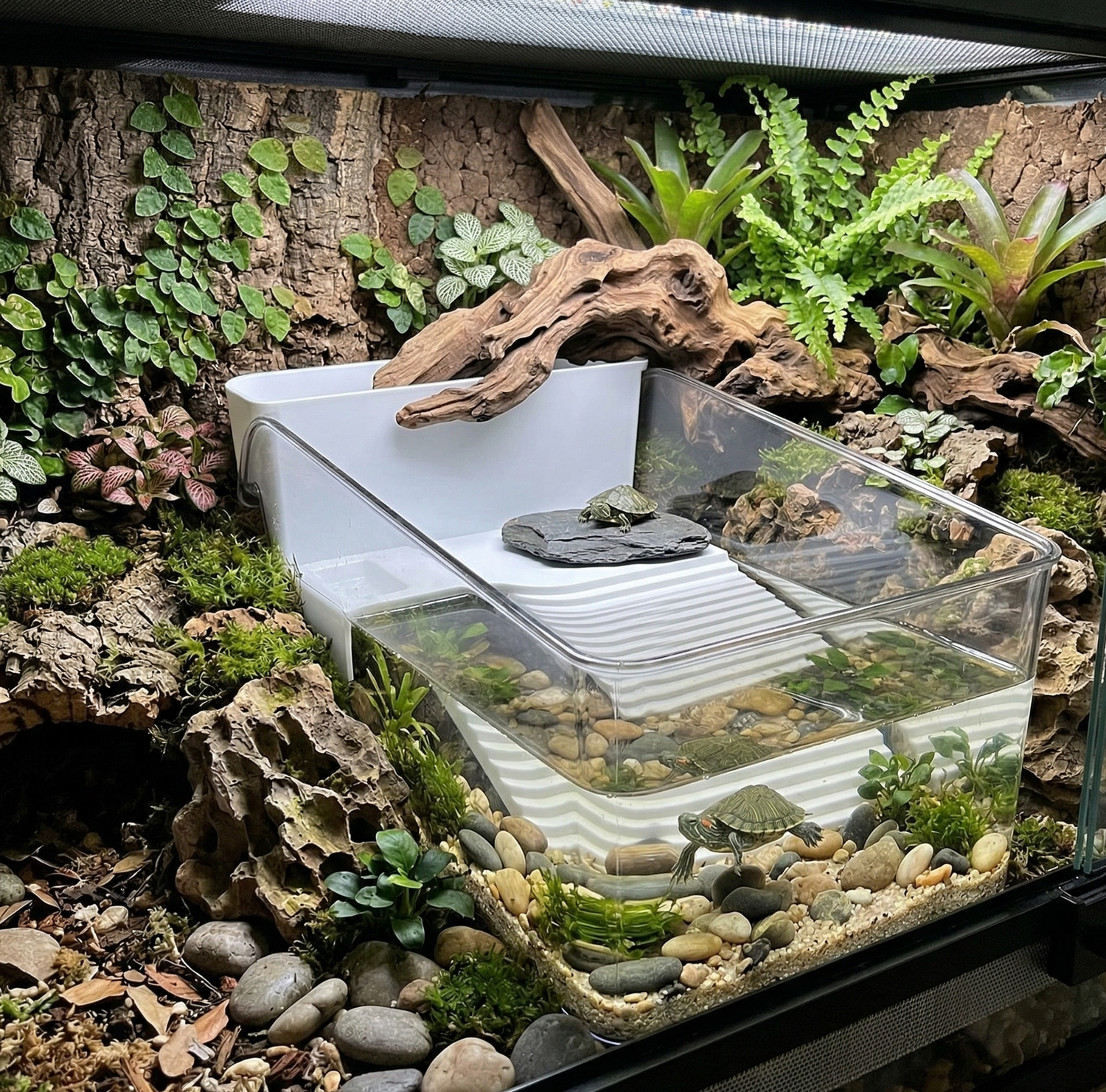 vivarium pour tortue dans un terrarium 